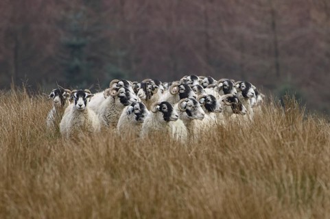 Swaledale