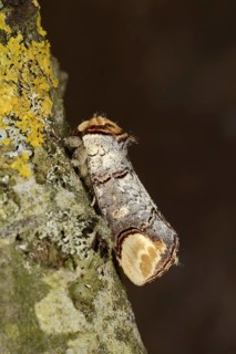 Buff-tip Moth