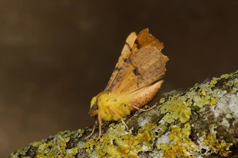 Canary-shouldered Thorn Moth