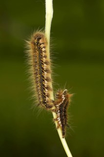 Drinker Moth