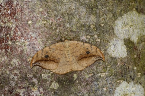 Pebble Hook-tip Moth