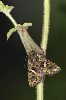 Orache Moth