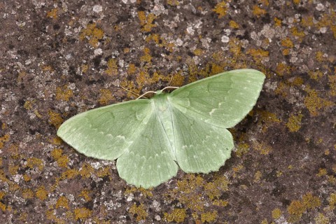 Large Emerald Moth