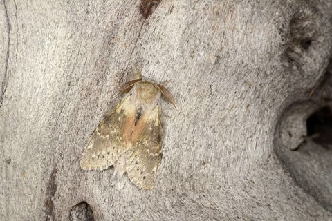 Lobster Moth