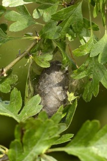 Oak Eggar