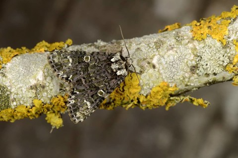 Coronet Moth