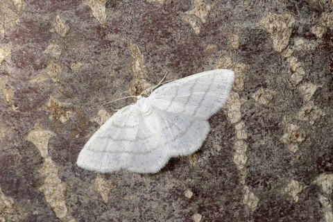 Common White Wave Moth