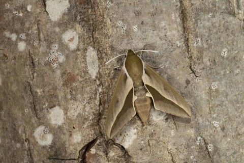 Seathorn Hawkmoth