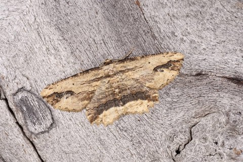 Waved Umber Moth