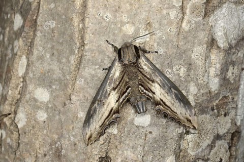 Apple Hawkmoth
