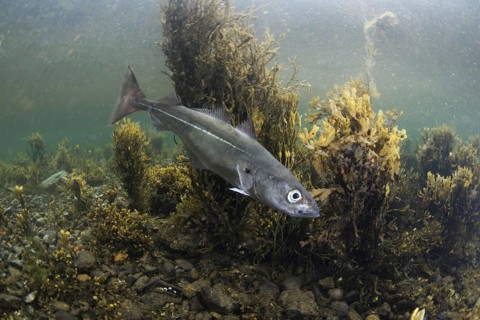 Coalfish