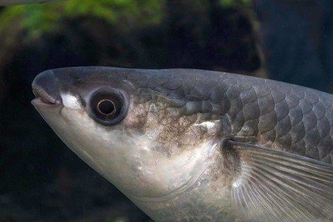 Thick Lipped Mullet