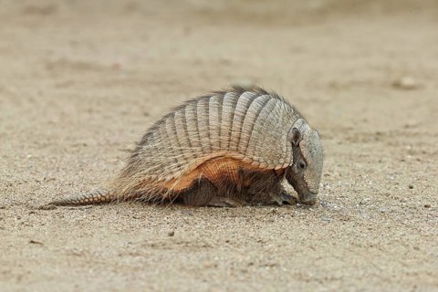 Big Hairy Armadillo