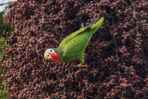 Cuban Parrot
