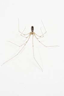 Long-legged Cellar Spider
