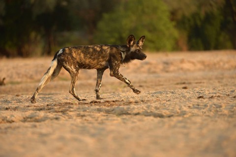 African Wild Dog
