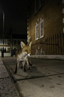 European Red Fox