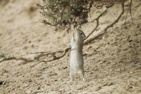 Southern Mountain Cavy