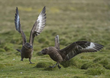 Great Skuas