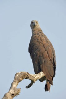 Grey-headed Fish-eagle