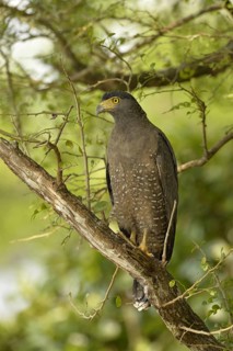Crested Serpent-eagle