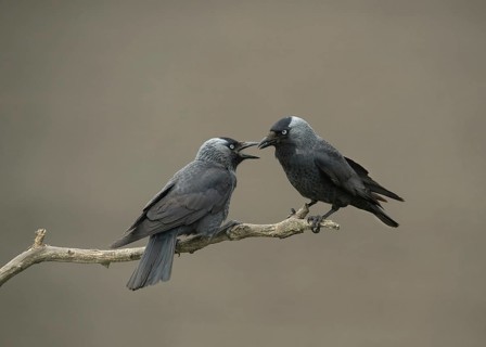 Jackdaw
