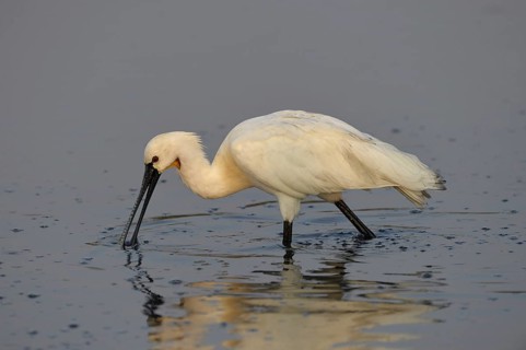 Eurasian Spoonbill
