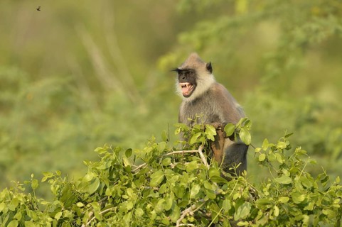 Tufted Grey Langur