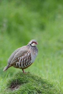 Red-legged Partridge