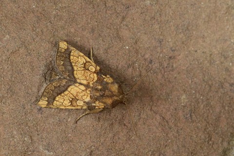 Frosted Orange Moth