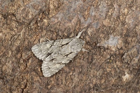 Grey Dagger Moth