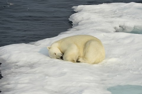 Polar Bear