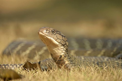 King Cobra