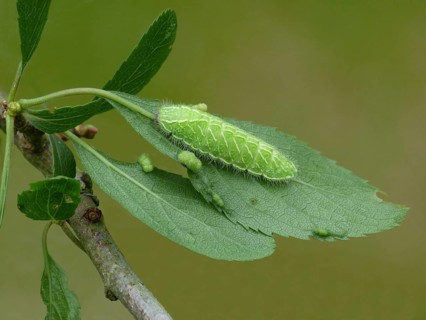Brown Hairstreak