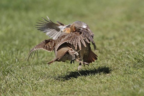 Grey Partridge