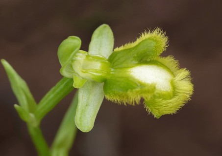 Mirror Bee Orchid