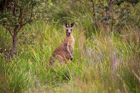 Eastern Grey Kangaroo
