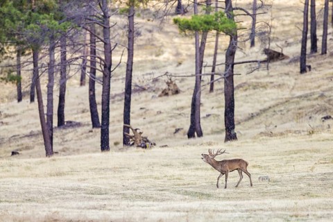 Red deer