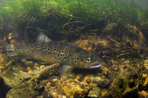 Brown Trout