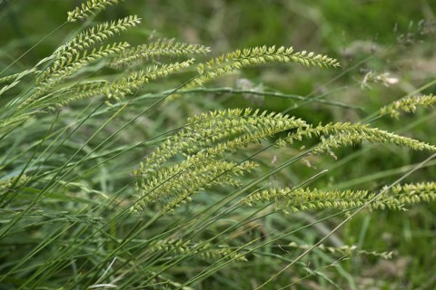 Crested dog's-tail