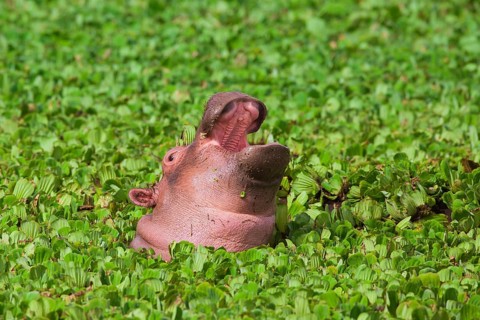 Hippopotamus