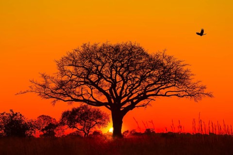 Silhouette of umbrella thorn acacia