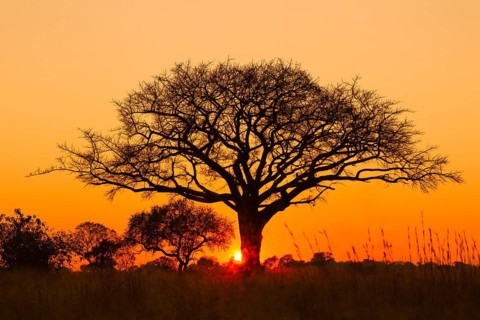 Silhouette of umbrella thorn acacia
