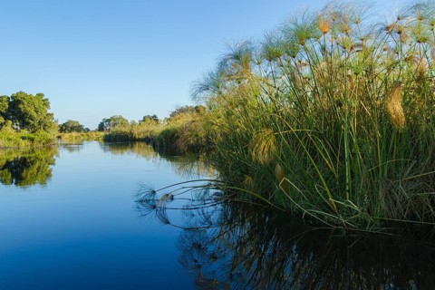 River and Papyrus