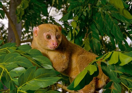 Bosman's potto