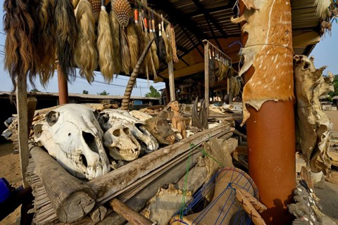 Sale of skeletal skulls and animal heads