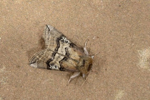 Figure of Eighty Moth