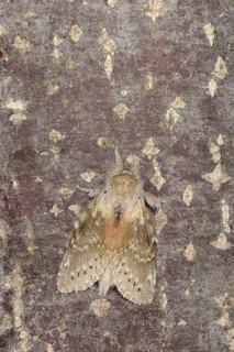 Lobster Moth