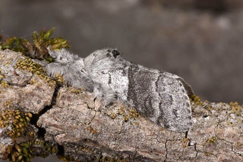 Pale Tussock Moth