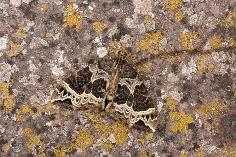 Small Phoenix Moth